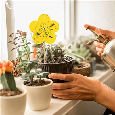 Whitefly, Fungus Gnat, Nyamuk Dan Bug, Perangkap Penangkap Serangga Untuk Dalaman / Luar / Dapur, 4 Bentuk